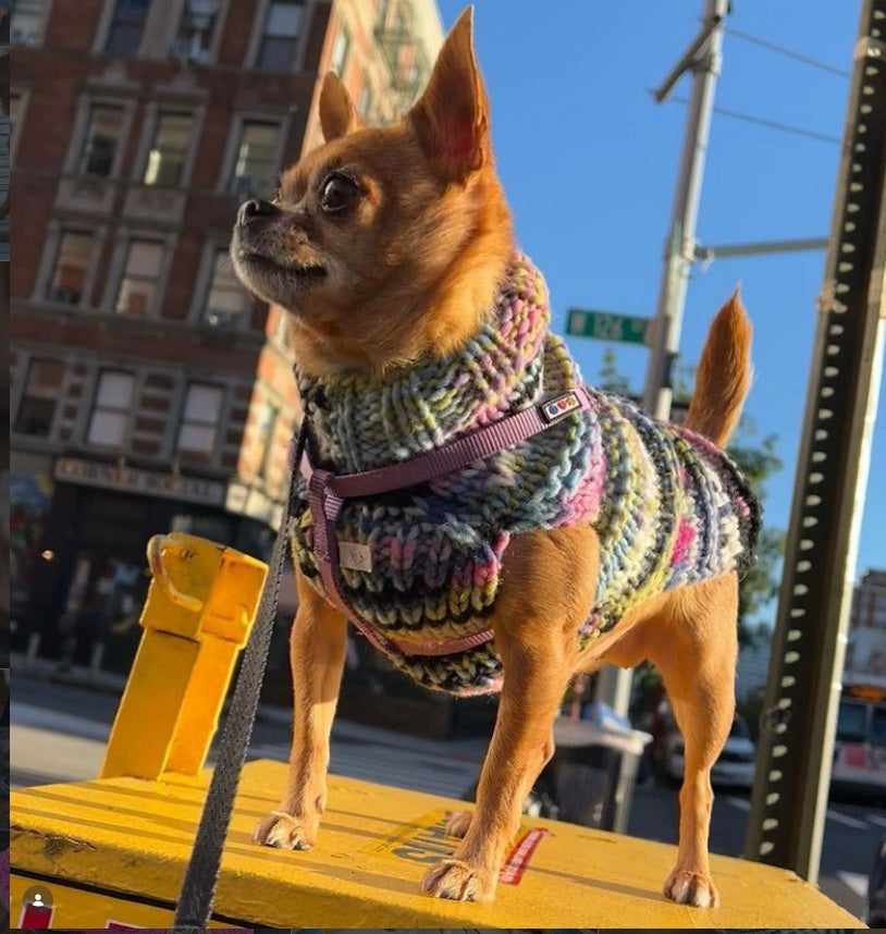 Purple Woodstock Dog Sweater