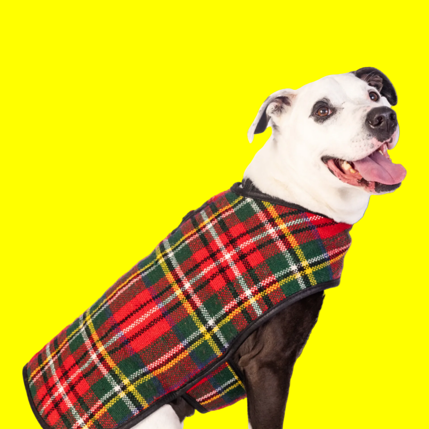 Scotty Plaid Dog Coat