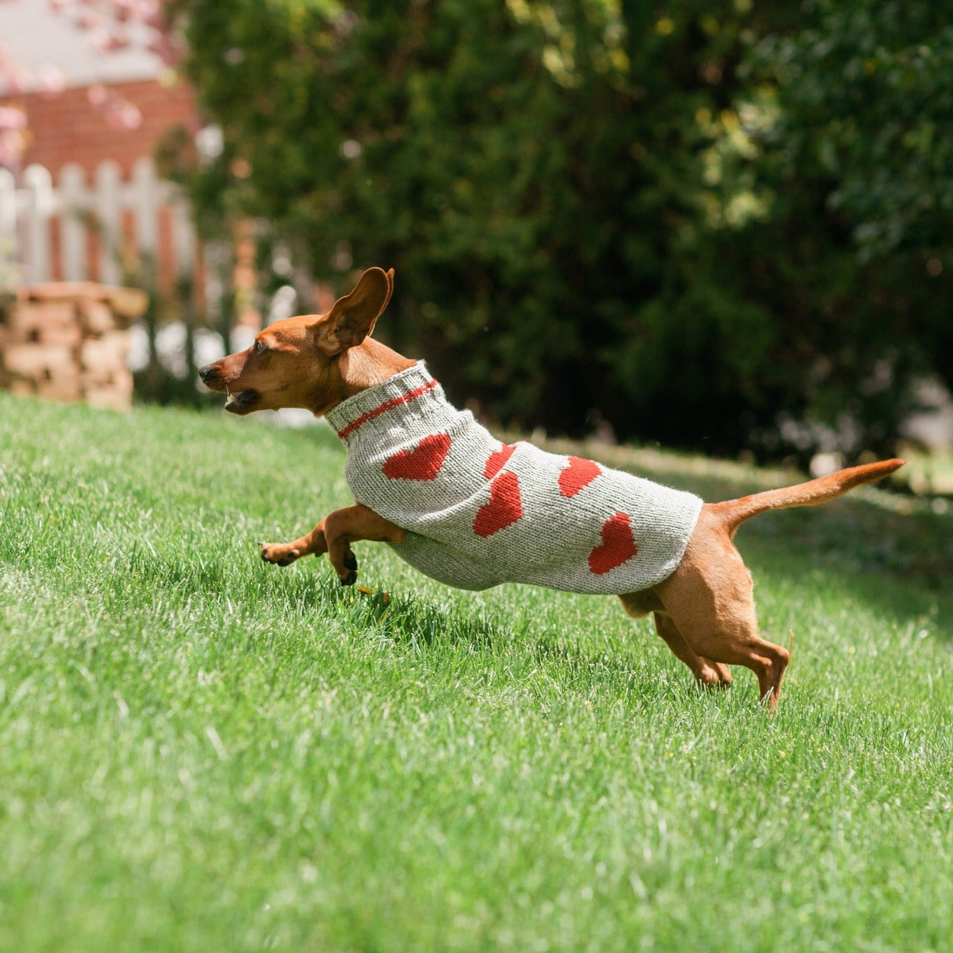 Red Hearts Dog Sweater