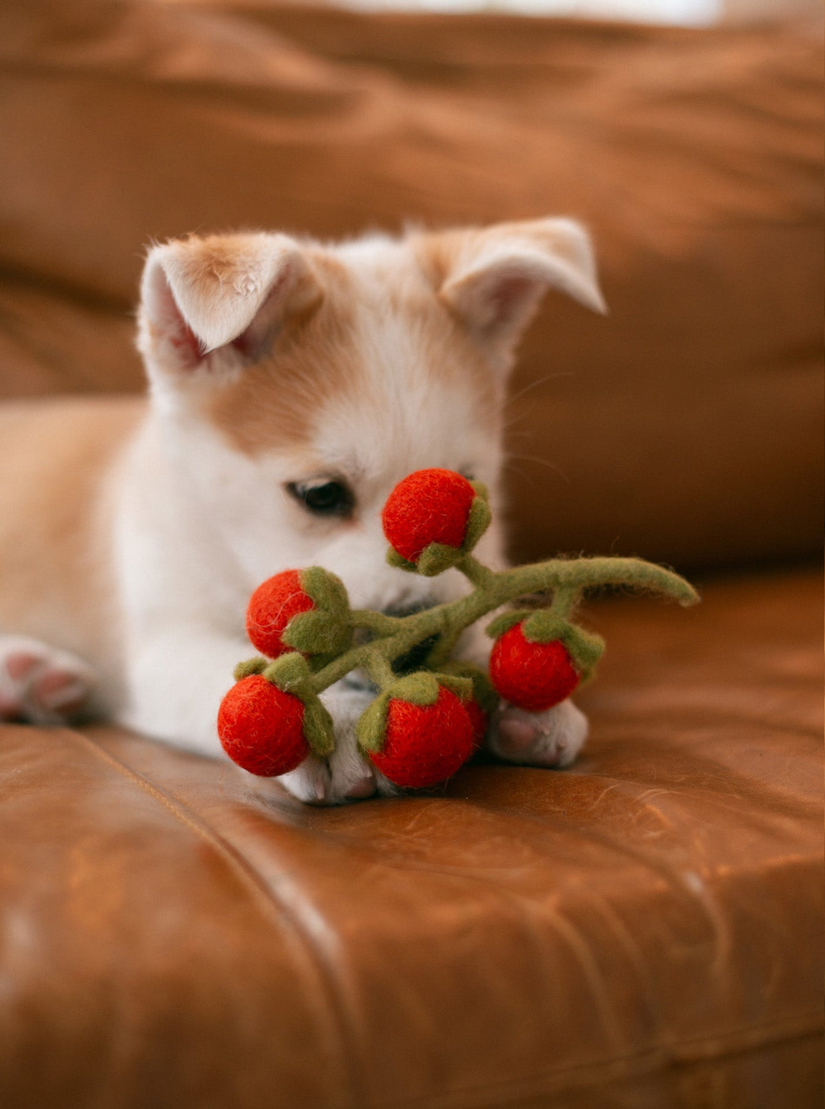CHERRY TOMATO VINE WOOL DOG & CAT TOY