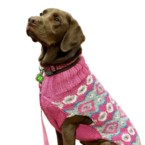 Alpaca Rose Fairisle Dog Sweater