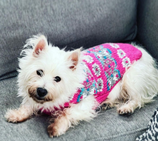Alpaca Rose Fairisle Dog Sweater