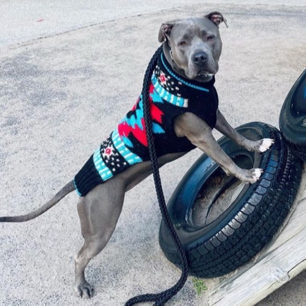 Black Southwest Dog Sweater