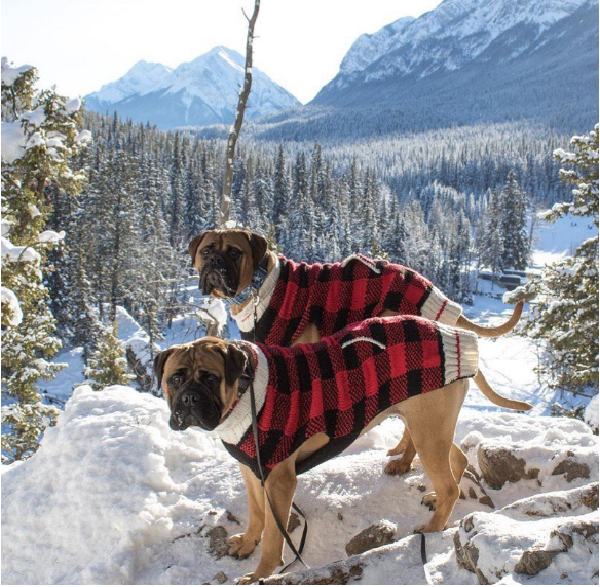 Buffalo Plaid Dog Sweater