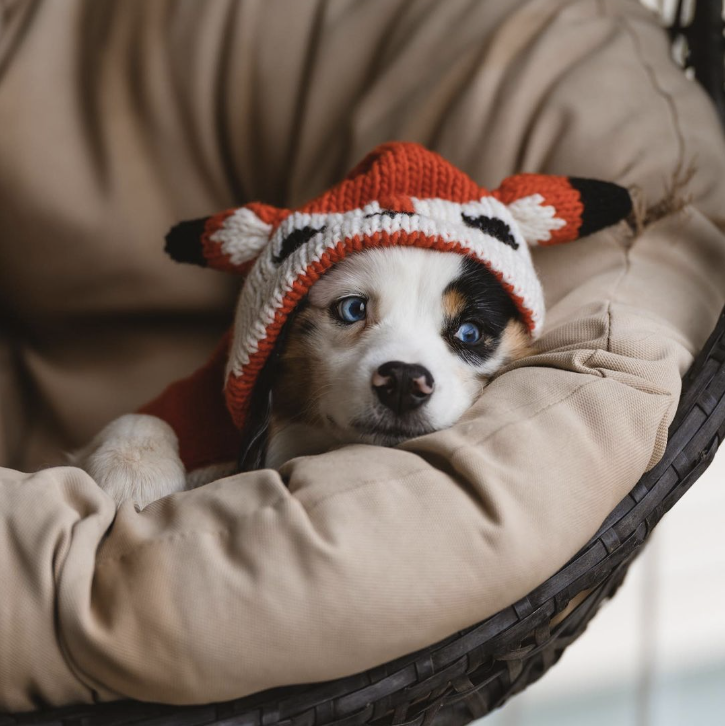 Foxy Hoodie Dog Sweater