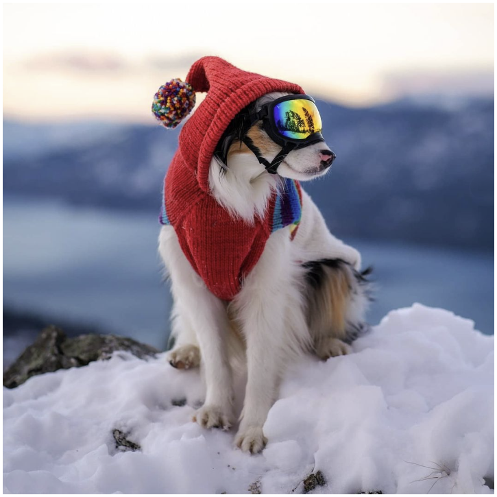 Vintage Ski Hoodie Dog Sweater