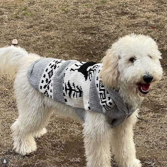 Reindeer Shawl Dog Sweater