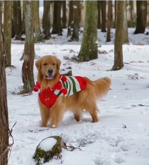 Christmas Elf Holiday Dog Sweater
