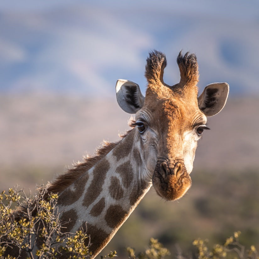 Giraffe Finger Puppet