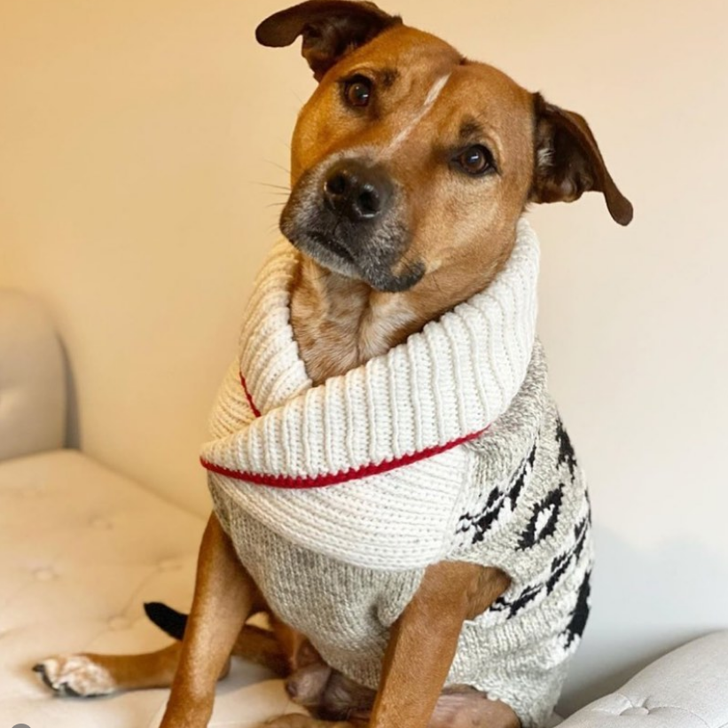 Jackson Dog Sweater