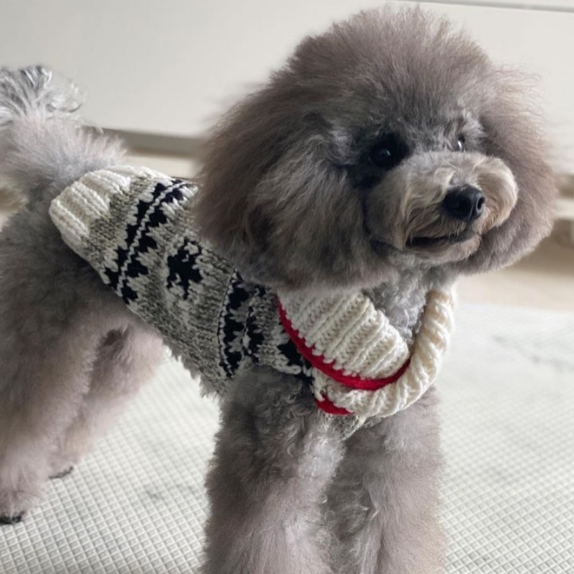 Jackson Dog Sweater