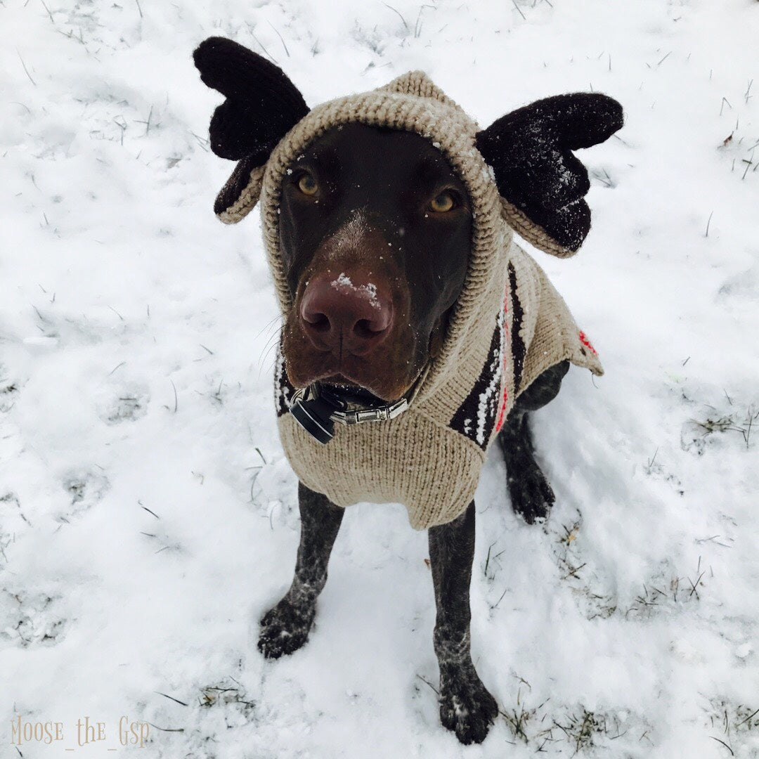 Moosey Hoodie Dog Sweater