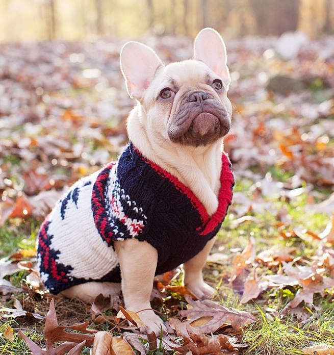 Navy Vail Dog Sweater