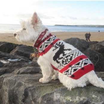 Red Reindeer Shawl Dog Sweater