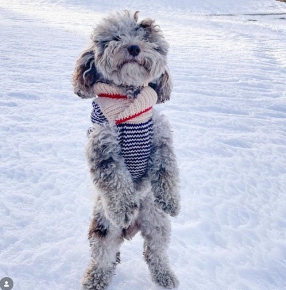 Spencer Dog Sweater