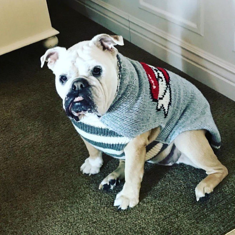 Tattooed Mom Dog Sweater