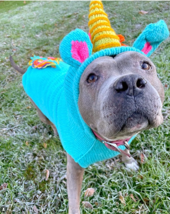 Unicorn Dog Sweater