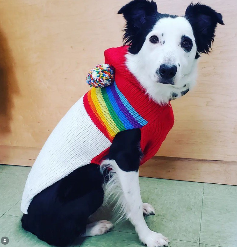 Vintage Ski Hoodie Dog Sweater