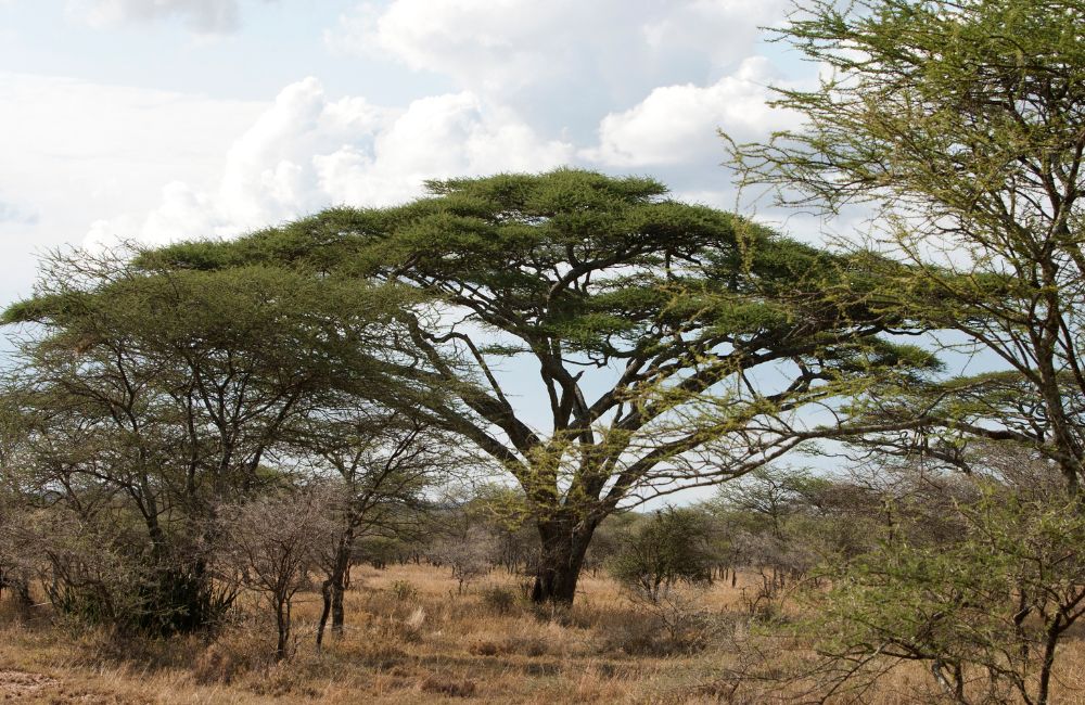 Acacia Tree - Fast Growing Sustainable Wood