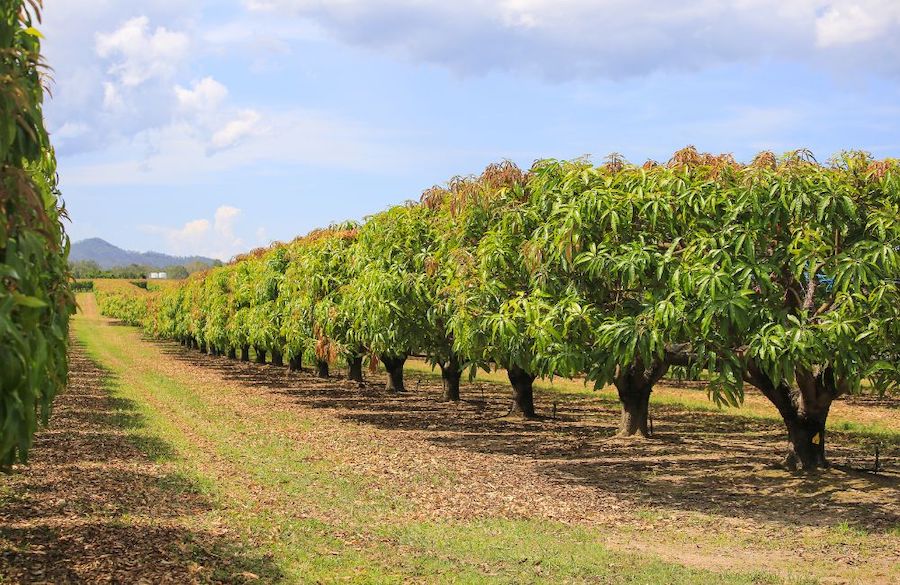 Mango Tree - Byproduct of India's Mango Fruit Industry